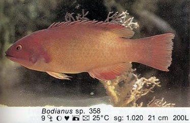 Bodianus sp